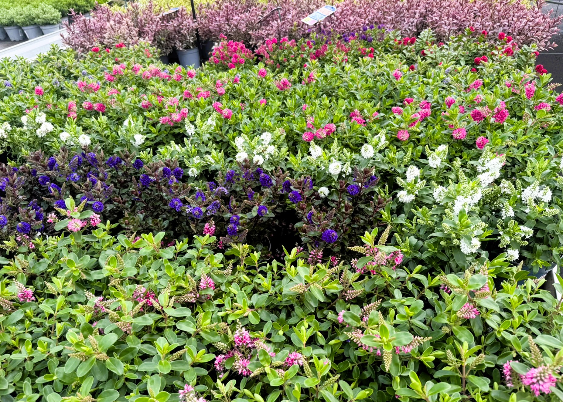 Monheimer Blumenmarkt